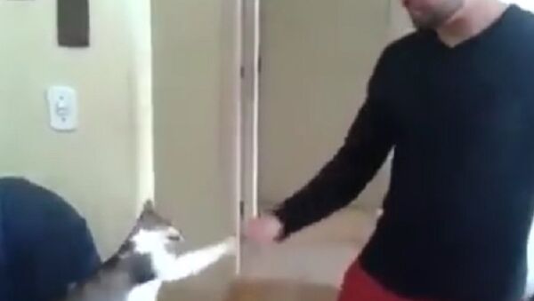 Smooth cat has mastered the art of the high five - Sputnik International