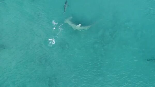 Giant Hammerhead Sharks Hunting Blacktip Sharks - 4K - Sputnik International