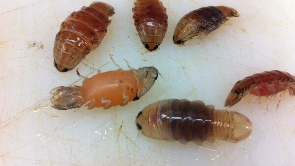 A type of isopod, or as they are sometimes called, sea lice. - Sputnik International