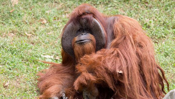 Zoo Atlanta photo shows Chantek the orangutan after the passing of the male orangutan who was among the first apes to learn sign language, in this photo released on social media in Atlanta, Georgia, U.S., August 7, 2017 - Sputnik International
