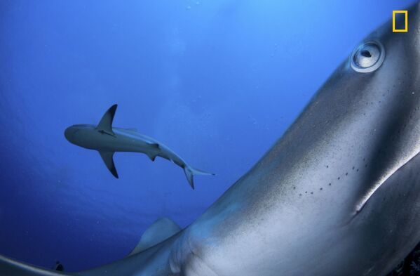 Be Inspired by Amazing 2017 Nat Geo's Travel Photographer of the Year Contest - Sputnik International