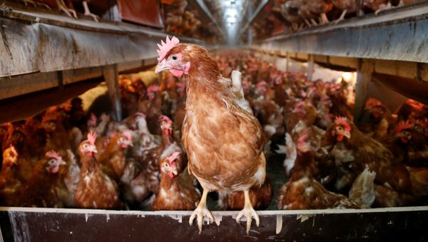 Hens are pictured at a poultry farm in Wortel near Antwerp, Belgium August 8, 2017 - Sputnik International