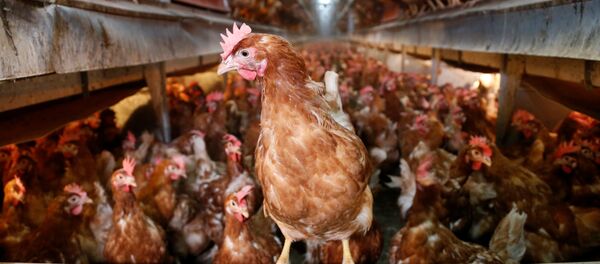 Hens are pictured at a poultry farm in Wortel near Antwerp, Belgium August 8, 2017 Hens are pictured at a poultry farm in Wortel near Antwerp, Belgium August 8, 2017 - Sputnik International