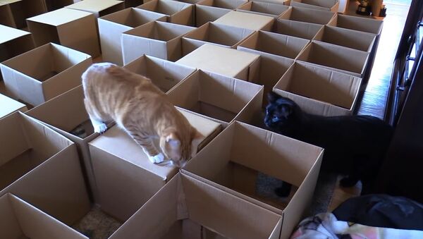 AMEOW-ZING 50 Box Cat Maze! - Sputnik International