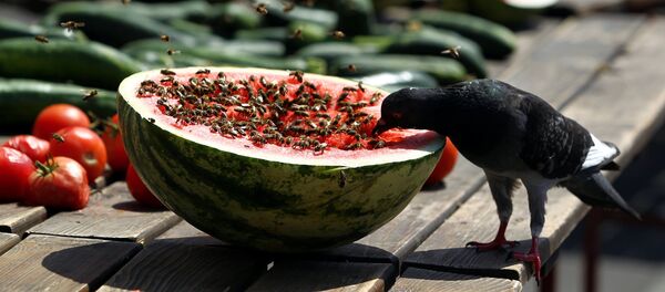 A bird eats a watermelon in downtown Zagreb, Croatia August 4, 2017 A bird eats a watermelon in downtown Zagreb, Croatia August 4, 2017 - Sputnik International