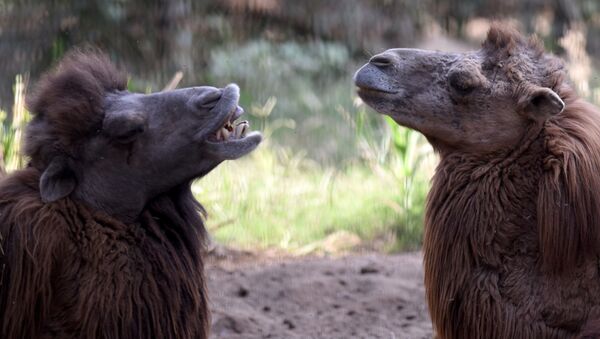 Bactrian camels. (File) - Sputnik International