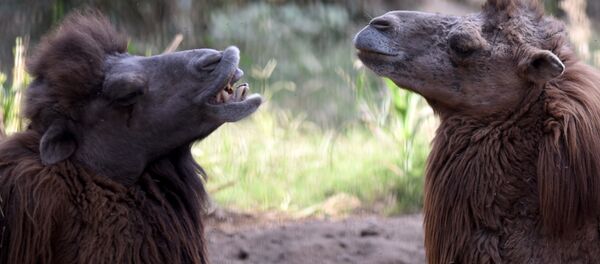 Bactrian camels. (File) - Sputnik International
