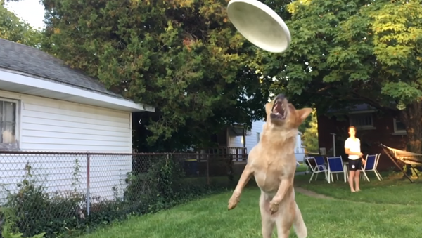 Frisbee Fail! Ambitious Dog Misses Disc by the Skin of His Teeth - Sputnik International