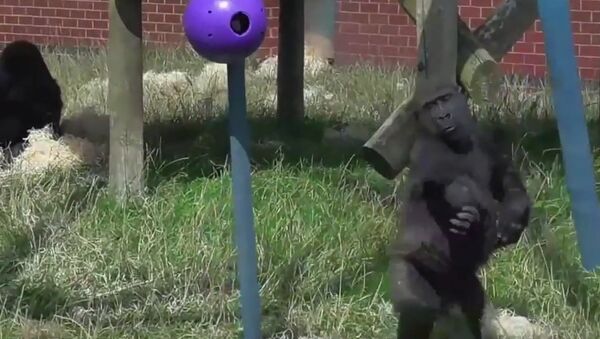 These Gorillas Got The Moves - Sputnik International
