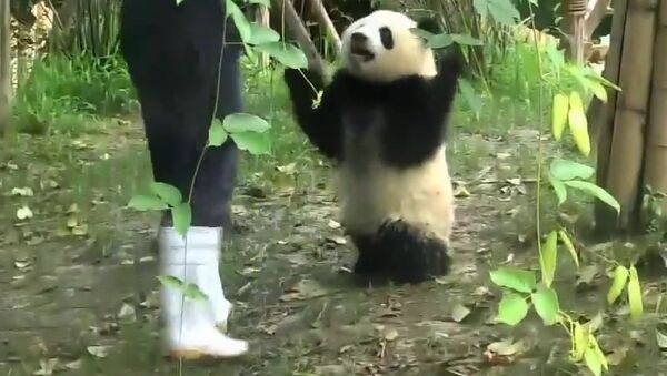 The most clumsy panda baby VS the most playful nanny - Sputnik International