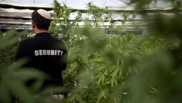 In this photograph made on Thursday, Nov. 1, 2012, a security guard walks at Tikkun Olam medical cannabis farm, near the northern Israeli city of Safed, Israel. Marijuana is illegal in Israel but medical use has been permitted since the early nineties for cancer patients and those with pain-related illnesses such as Parkinson's, Multiple Sclerosis, and even post-traumatic stress disorder. - Sputnik International