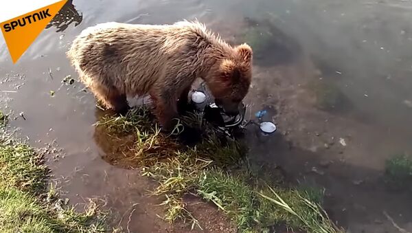 Curious Bear Cubs Play With Underwater Camera - Sputnik International