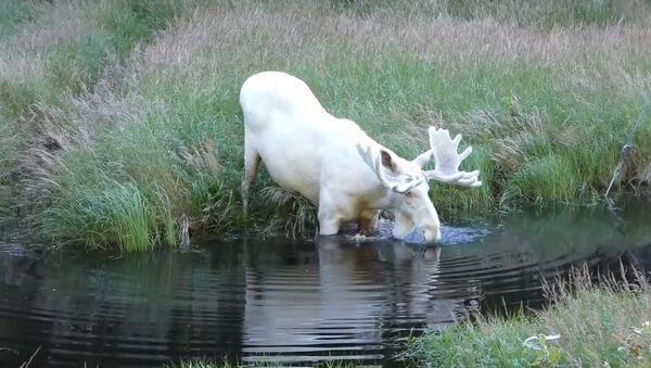Extraordinary White Moose Takes a Dip in a Swedish Lake - Sputnik International