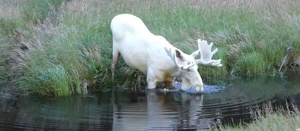 Extraordinary White Moose Takes a Dip in a Swedish Lake Extraordinary White Moose Takes a Dip in a Swedish Lake - Sputnik International