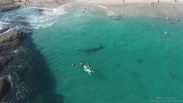 Lost gray whale in Laguna Beach 8/8/17 - Sputnik International