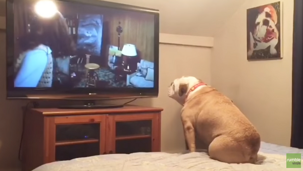 Film Buff Bulldog Loves Horror Movies - Sputnik International