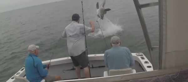 Great White stealing fish Waaiiit for it!! Great White stealing fish Waaiiit for it!! - Sputnik International