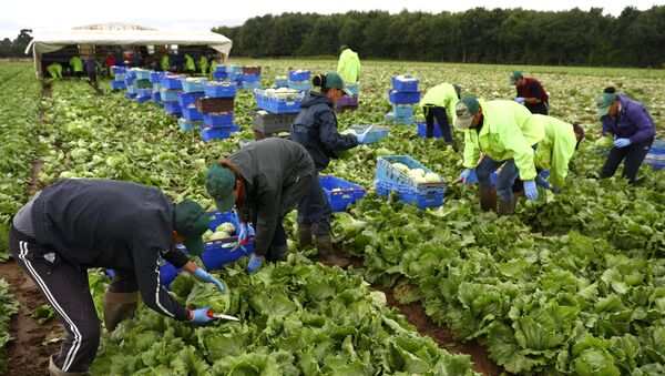 Migrant workers pick lettuce on a farm in Kent, Britain July 24, 2017. Picture taken July 24, 2017 - Sputnik International
