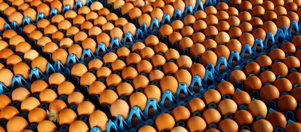 Eggs - Sputnik International