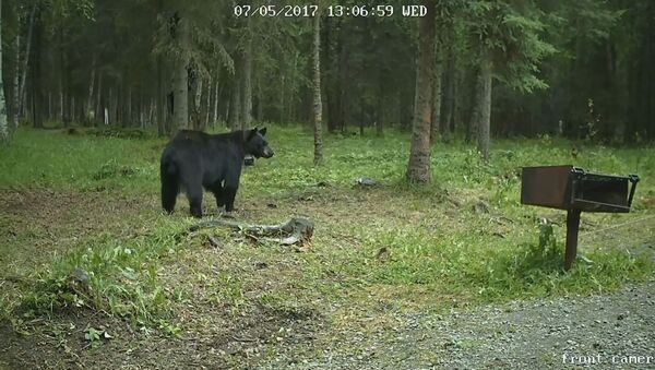 Black bear attacks white Siberian Husky - Sputnik International
