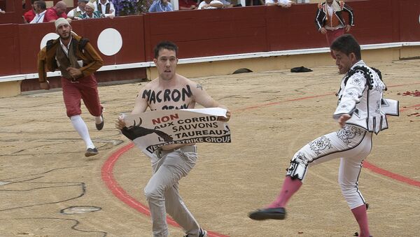 An anti-bullfighting protester with the words written on his chest in French, 'Macron (referring to the French President Emmanuel Macron) you can stop this' and holding a sign that reads, 'No to the Corrida, save the bulls-Vegan strike group' is chased after jumping into the arena following the slaying of the first bull during the Corrida Goyesque bullfight in Bayonne, southwest France on August 15, 2017 - Sputnik International