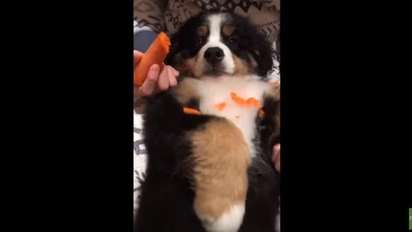 Puppy or Bunny? Pup Loves Gnawing on Carrots - Sputnik International