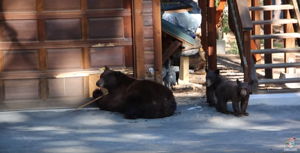 You’re Flat! High-Brow Bears Flee from Violin You’re Flat! High-Brow Bears Flee from Violin - Sputnik International