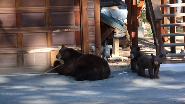 You’re Flat! High-Brow Bears Flee from Violin - Sputnik International