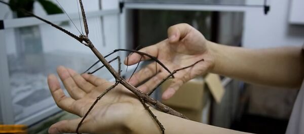 The Longest Bug In The World The Longest Bug In The World - Sputnik International