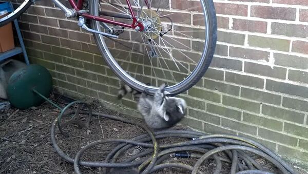 Raccoons hanging off bike - Sputnik International