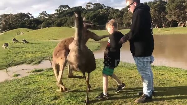 Kangaroo punches boy in the face - Sputnik International