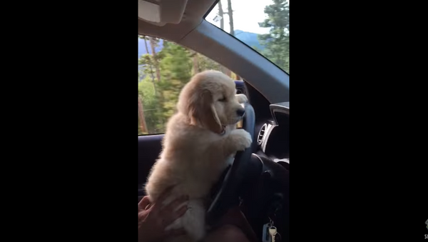 License to Be Cute: Puppy Chauffeur - Sputnik International