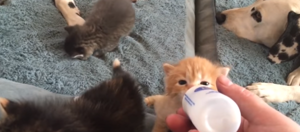 Spoiled Kittens Enjoy a Bottle and Bath Spoiled Kittens Enjoy a Bottle and Bath - Sputnik International