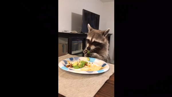 No Trash, Please: Raccoon Snacks in Style - Sputnik International