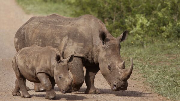In this Sunday, Dec. 20, 2015 file photo, rhinos walk in the Hluhluwe-Imfolozi game reserve in South Africa. - Sputnik International