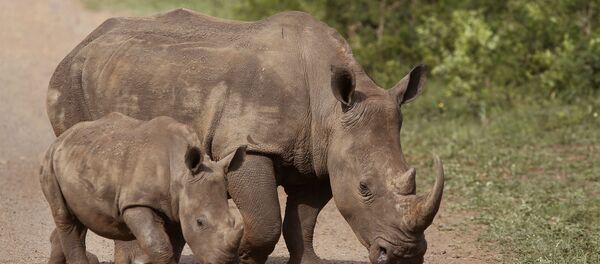 In this Sunday, Dec. 20, 2015 file photo, rhinos walk in the Hluhluwe-Imfolozi game reserve in South Africa. - Sputnik International