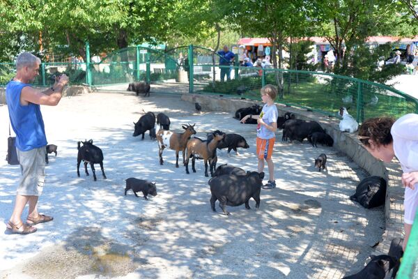 Delight for the Eye: Crimea's Incredible Animal Paradise - Sputnik International