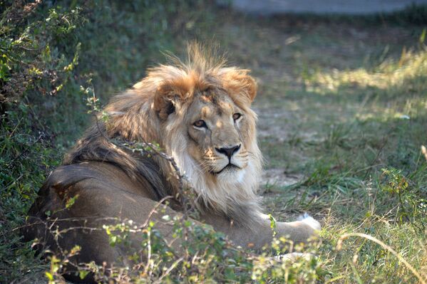 Delight for the Eye: Crimea's Incredible Animal Paradise - Sputnik International