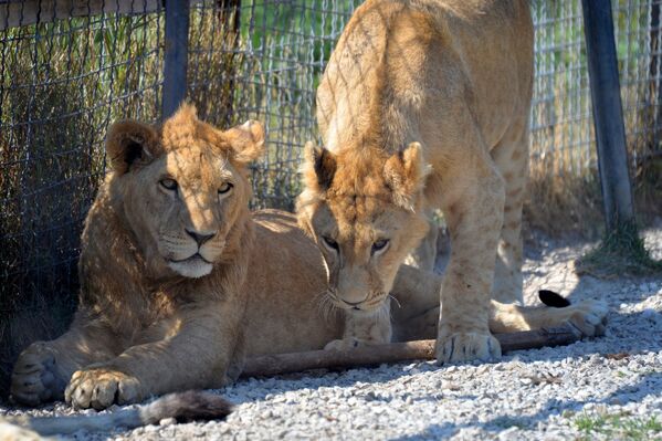 Delight for the Eye: Crimea's Incredible Animal Paradise - Sputnik International