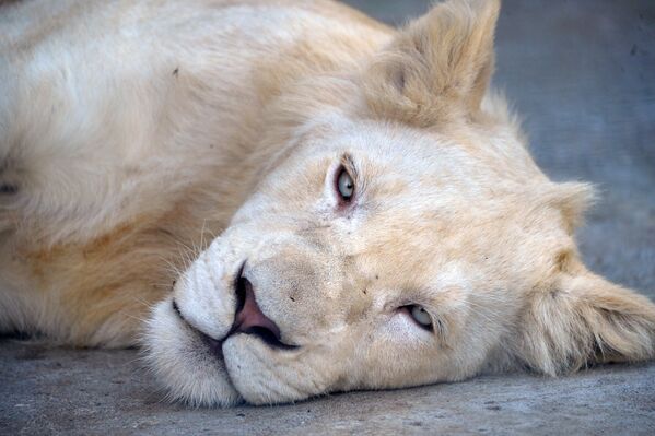 Delight for the Eye: Crimea's Incredible Animal Paradise - Sputnik International