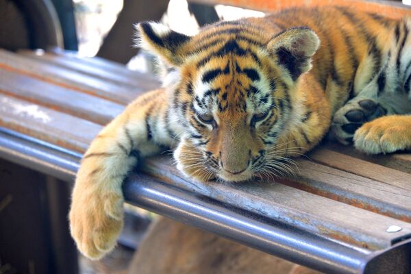 Delight for the Eye: Crimea's Incredible Animal Paradise - Sputnik International