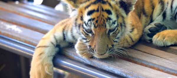 Taigan safari park in Crimea Taigan safari park in Crimea - Sputnik International