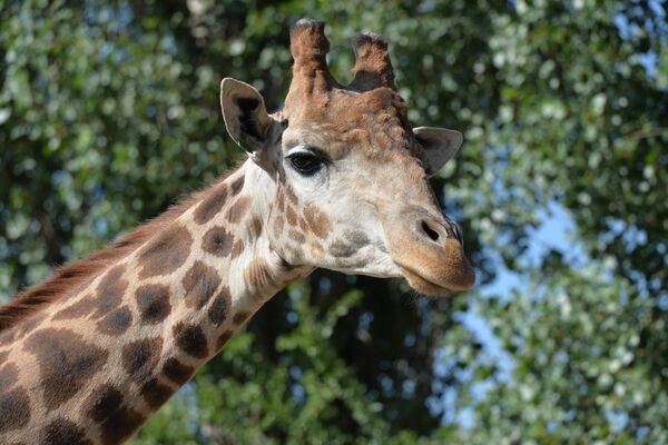 Delight for the Eye: Crimea's Incredible Animal Paradise - Sputnik International