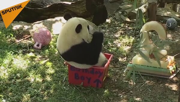 Panda Bei-Bei Celebrates Its Birthday - Sputnik International