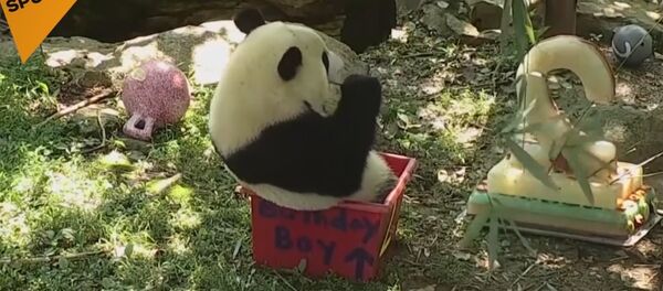 Panda Bei-Bei Celebrates Its Birthday Panda Bei-Bei Celebrates Its Birthday - Sputnik International