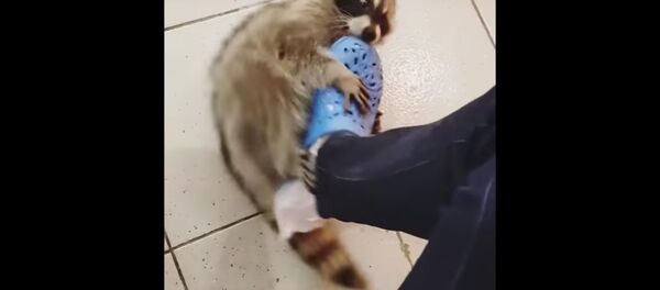 Очень активный енот-агрессор Очень активный енот-агрессор - Sputnik International