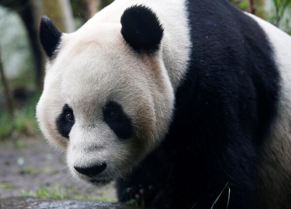 Tian Tian, a giant panda walks in the outdoor enclosure at Edinburgh Zoo, Scotland April 12, 2016 - Sputnik International