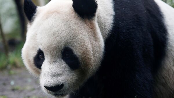 Tian Tian, a giant panda walks in the outdoor enclosure at Edinburgh Zoo, Scotland April 12, 2016 - Sputnik International