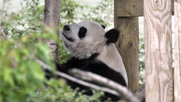 Tian Tian ('sweetie') the female Giant Panda at Edinburgh Zoo - Sputnik International