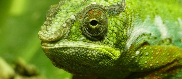 Chameleon - Sputnik International